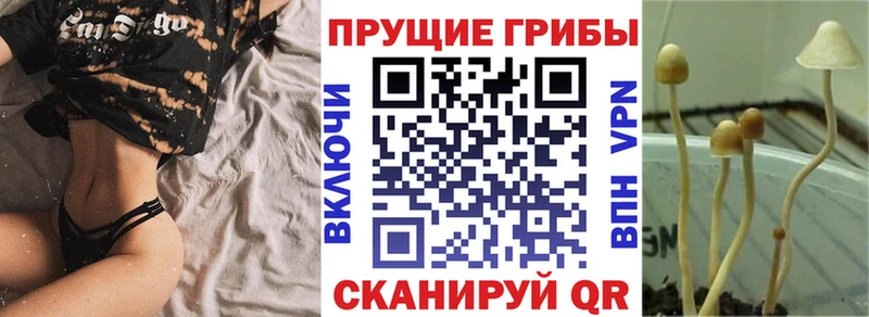 Псилоцибиновые грибы мицелий  купить закладку  Одинцово 